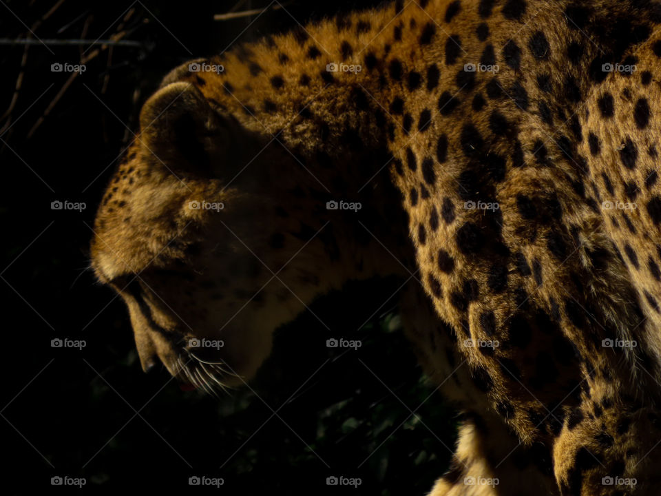 Cheetah in the shadows.