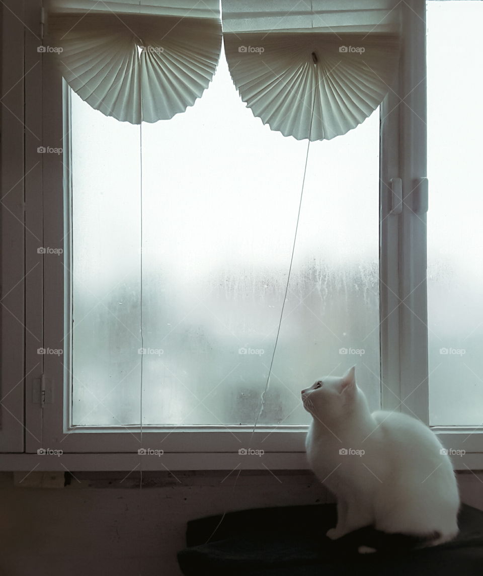 dreamy cat on a windowsill
