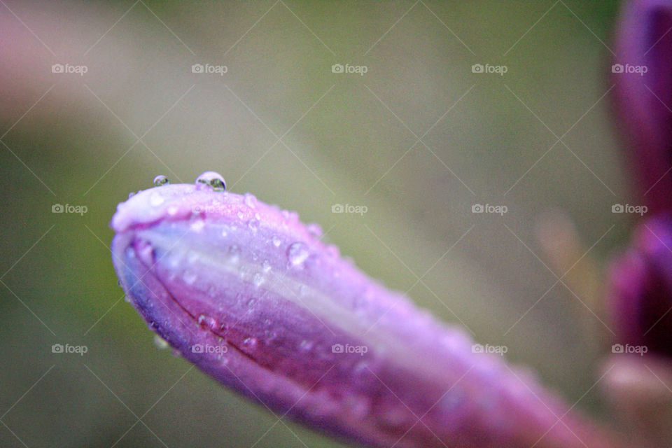 Droplets of water on purple flower