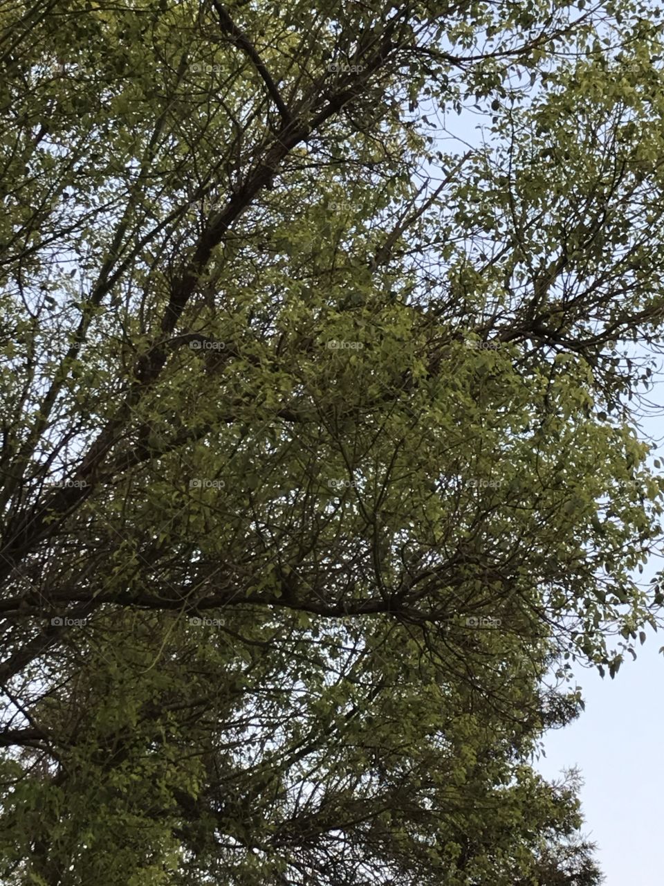 The sight of a tree in the neighborhood park is quiet comforting. One should feast his/her eyes on it.