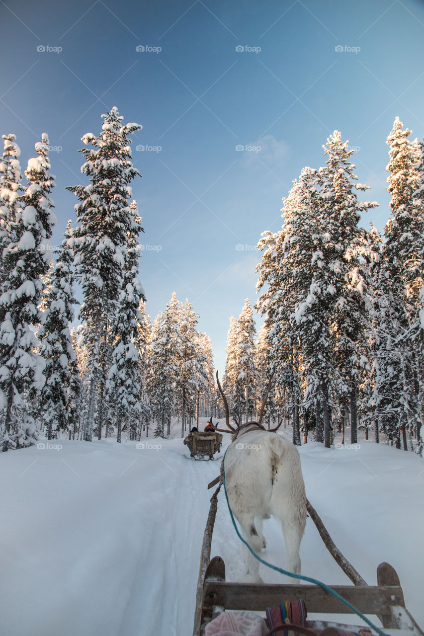 A ride on the reindeer sleigh. A ride on the reindeer sleigh