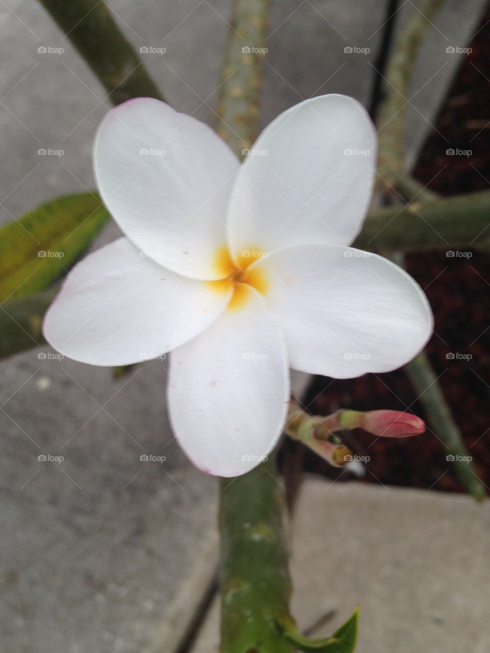 Beautiful flowers 