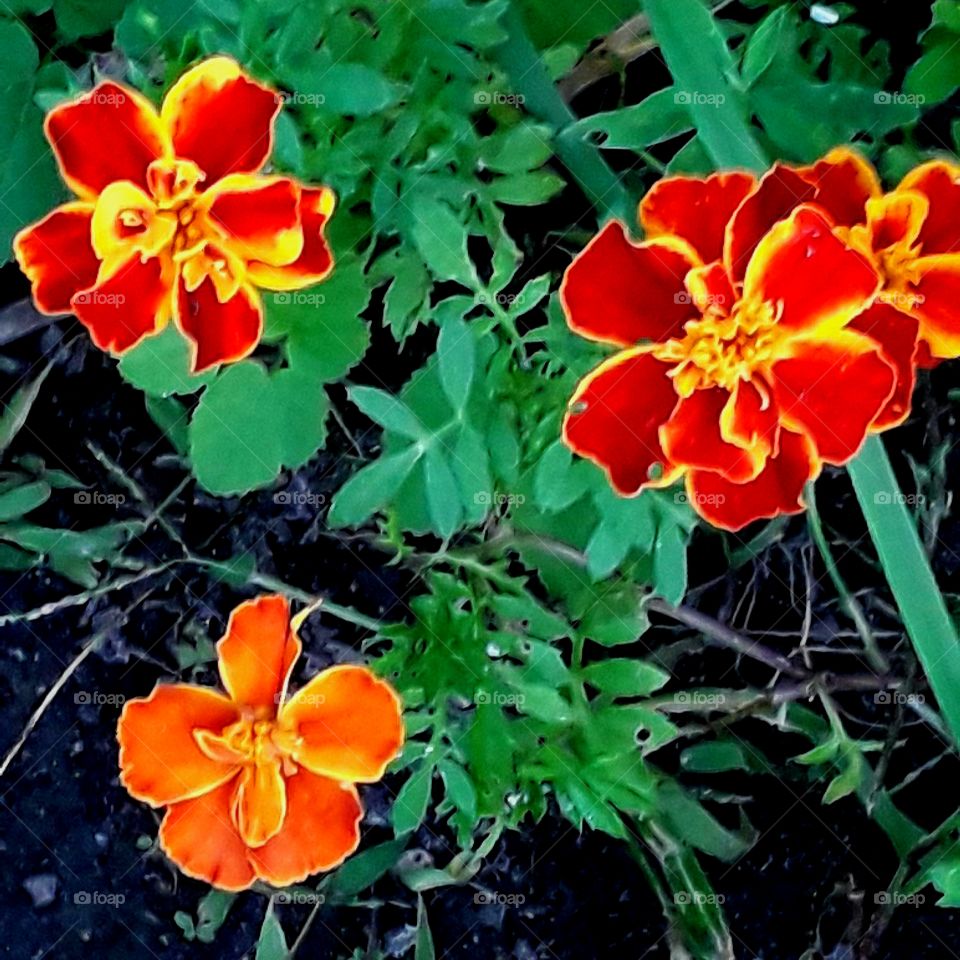 orange and brown  marigold in the evening