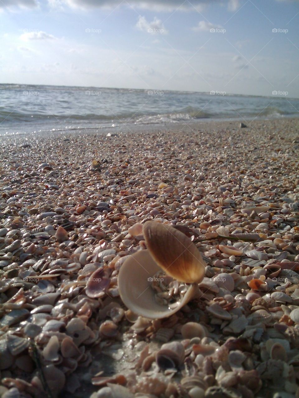 Shells on beach