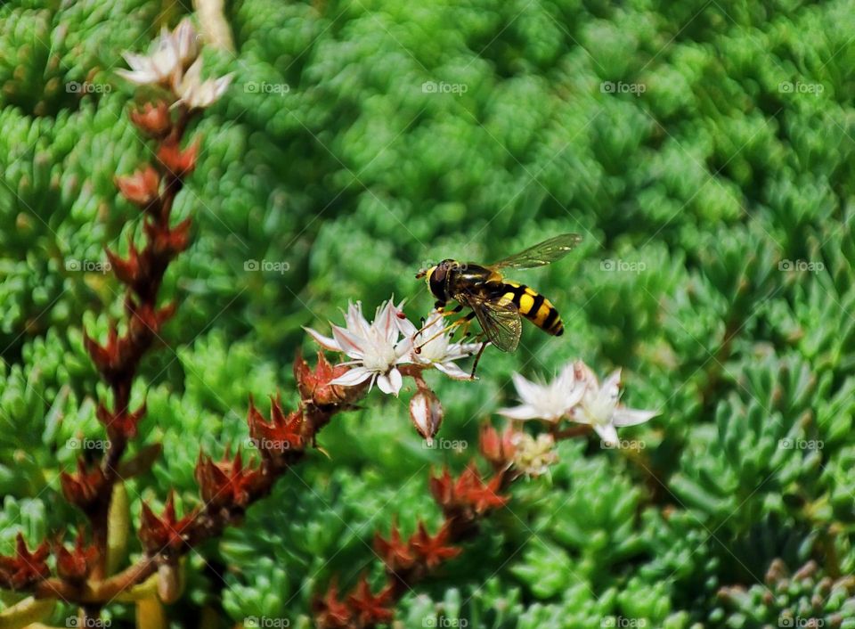 Macro photo of a bee sitting on a flower