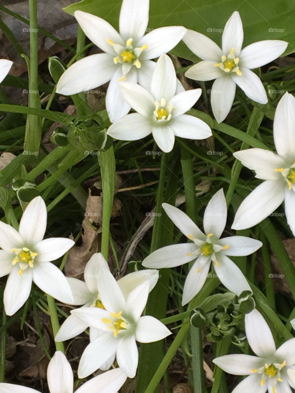 Star of Bethlehem- white flowers 