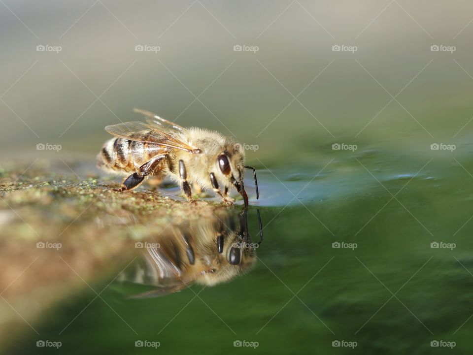 Thirsty honey bee drinking water