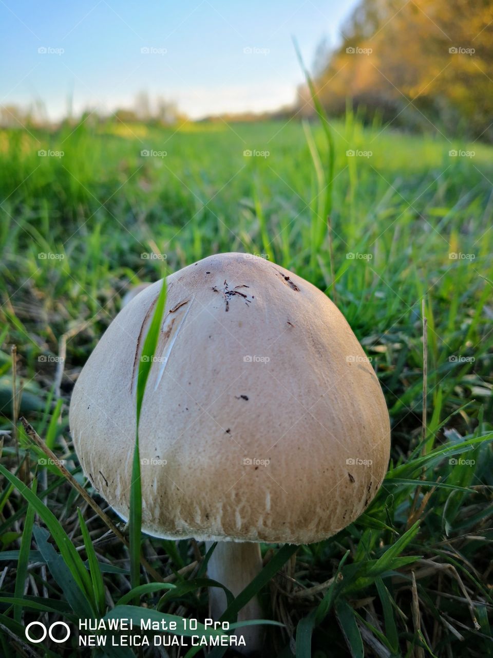 Big Mushroom