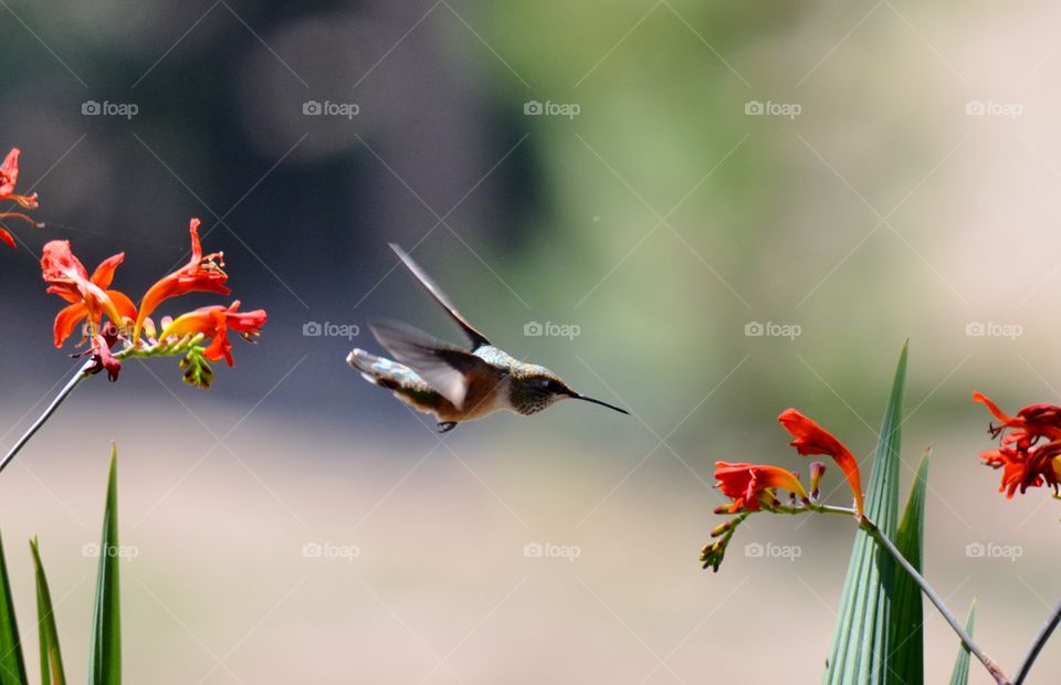 Humming bird in flight