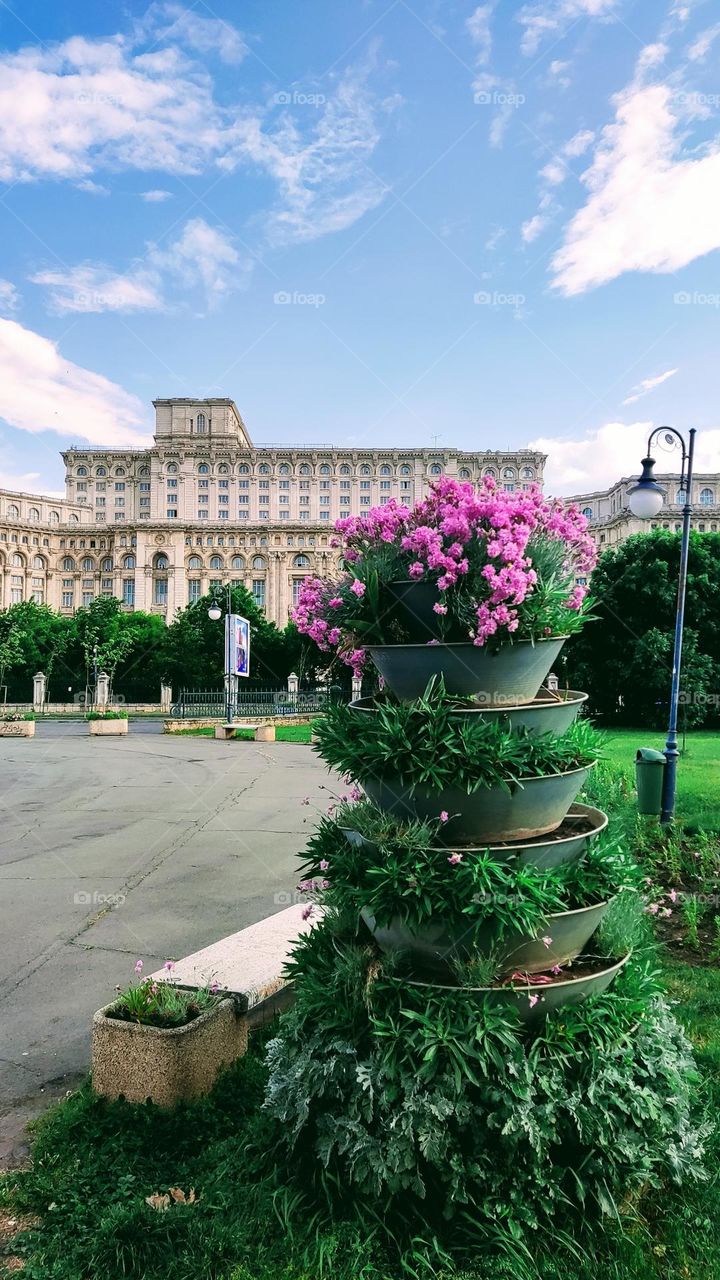 carnations in the city