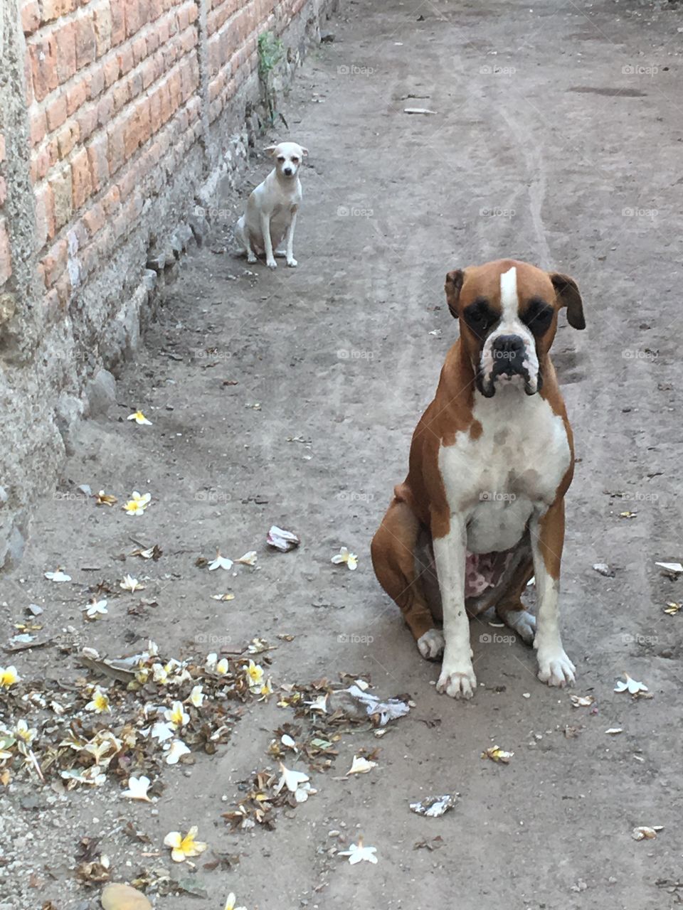 Doggies, small and big