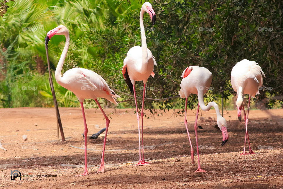 Flamingo, Wildlife, Nature, Bird, Zoo
