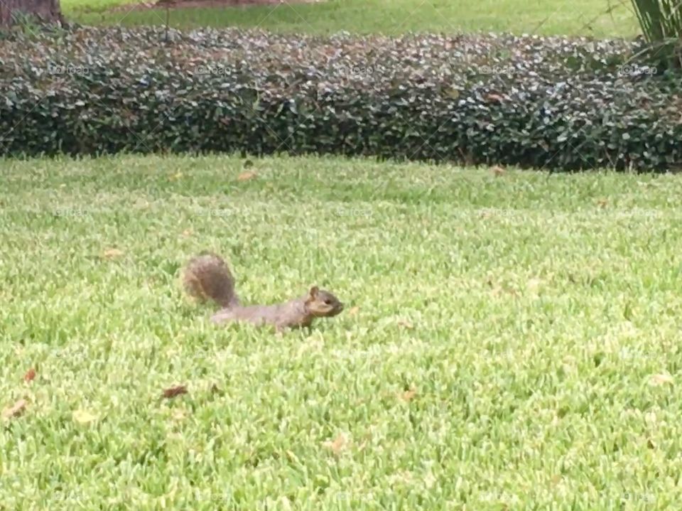 A squirrel at play 
