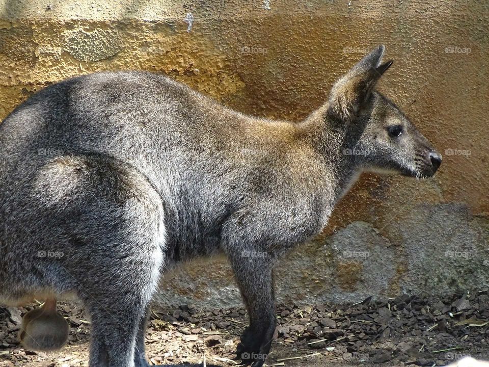 The kangaroo