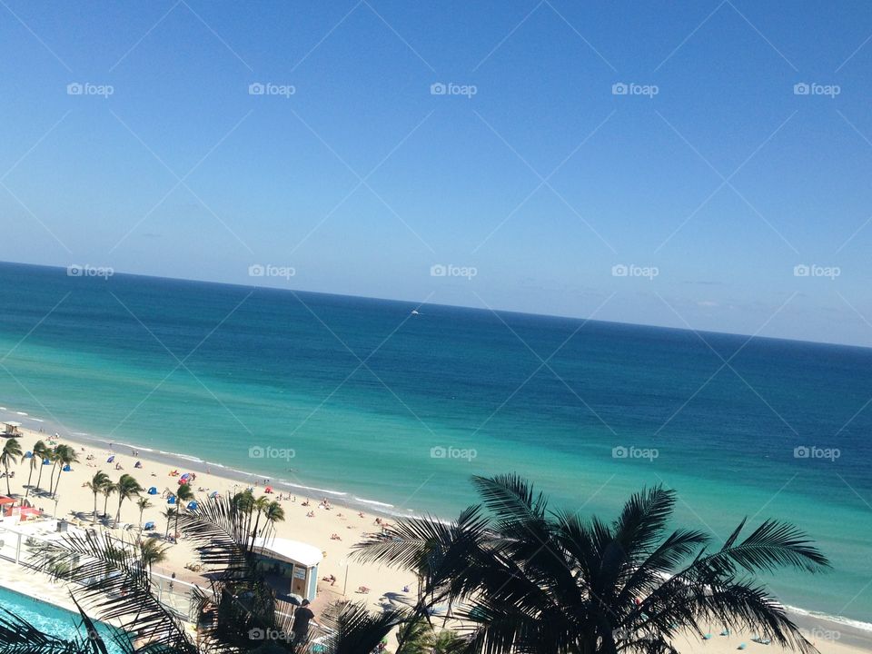 Palm Photo Bomb Please