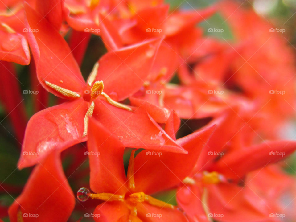 Ixora. Ixora flower in close up shot