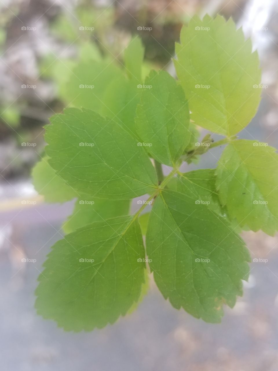 Spring leaf close up