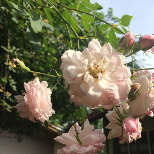 Pink Rose Sign Of Loyalty in Everything