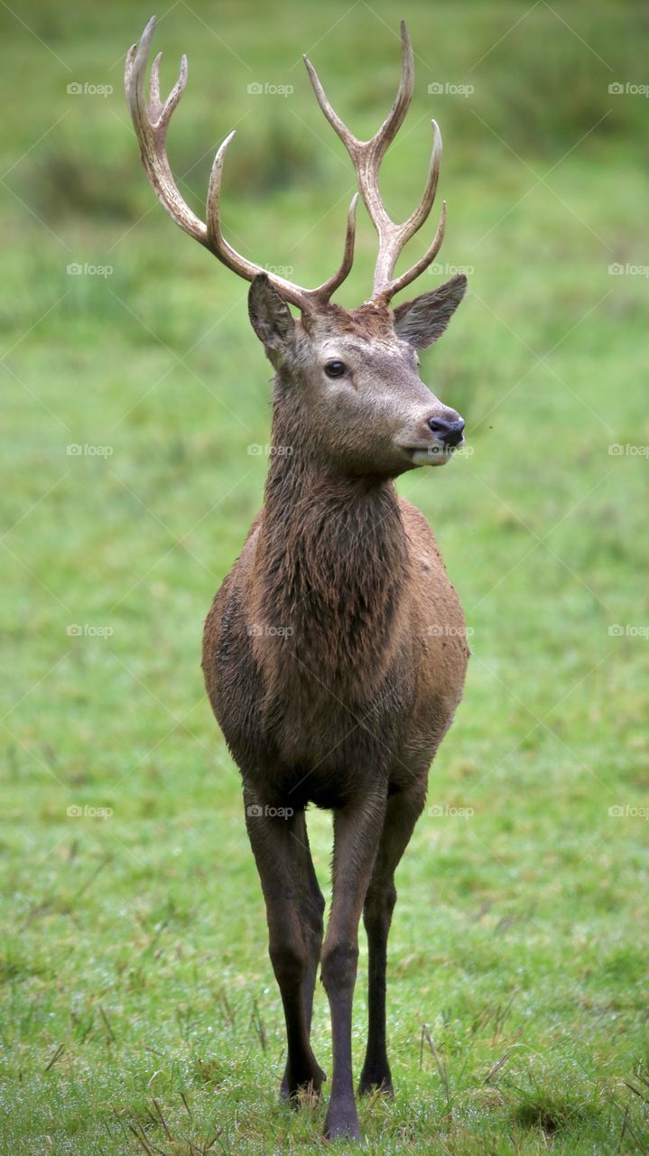 Deer