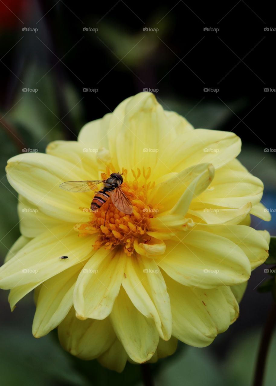 Flower, wasp, insect