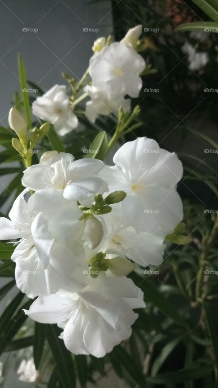 This click is very very beautyfull click