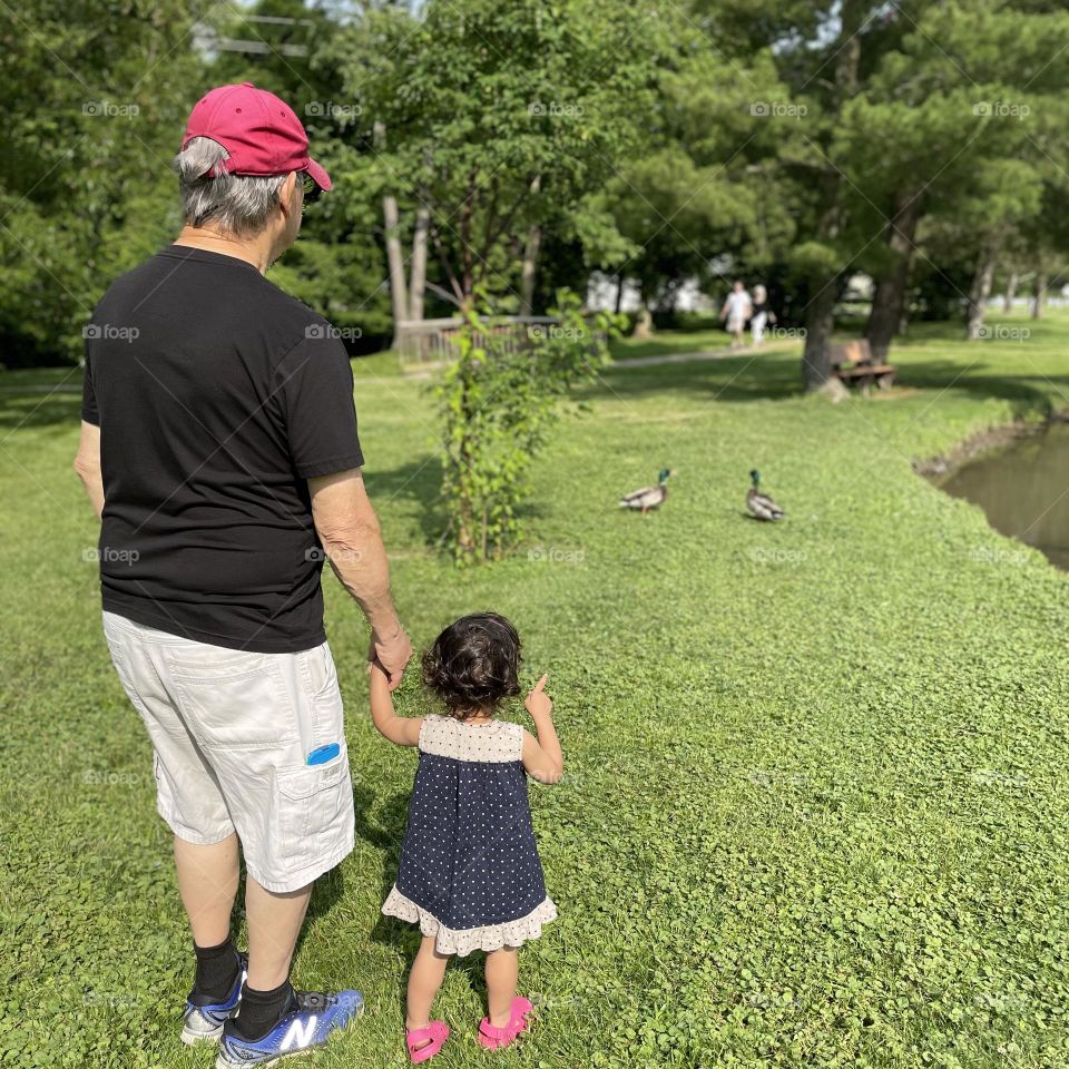 Grandfather and toddler in park with ducks, wild ducks in the park, showing grandchild nature, grandpa goes to park with toddler, grandchild pointing at ducks, toddler pointing at ducks in park 