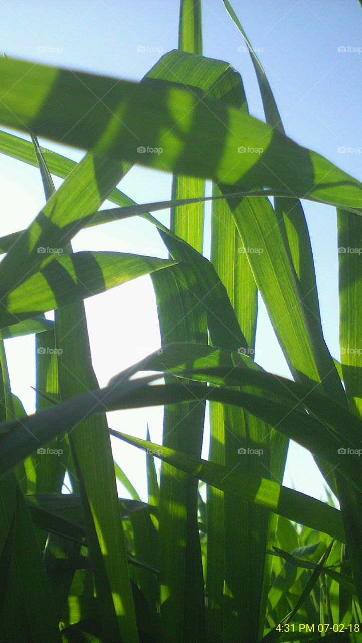 Wheat plant leaf focused closely