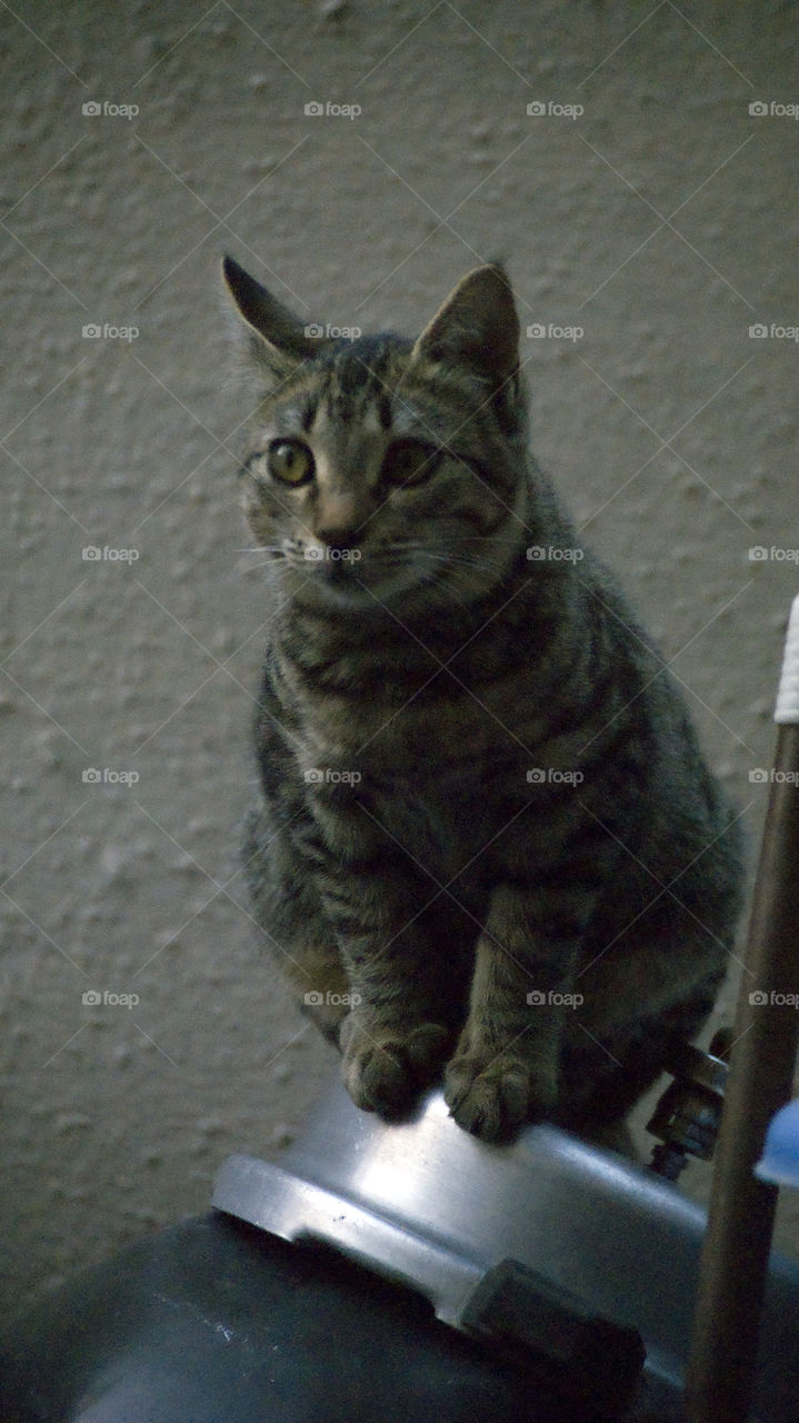 Mr Meow on the look out for the new treasure to play with.