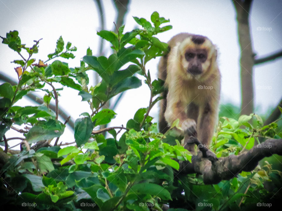 A monkey in the Amazon Jungle 