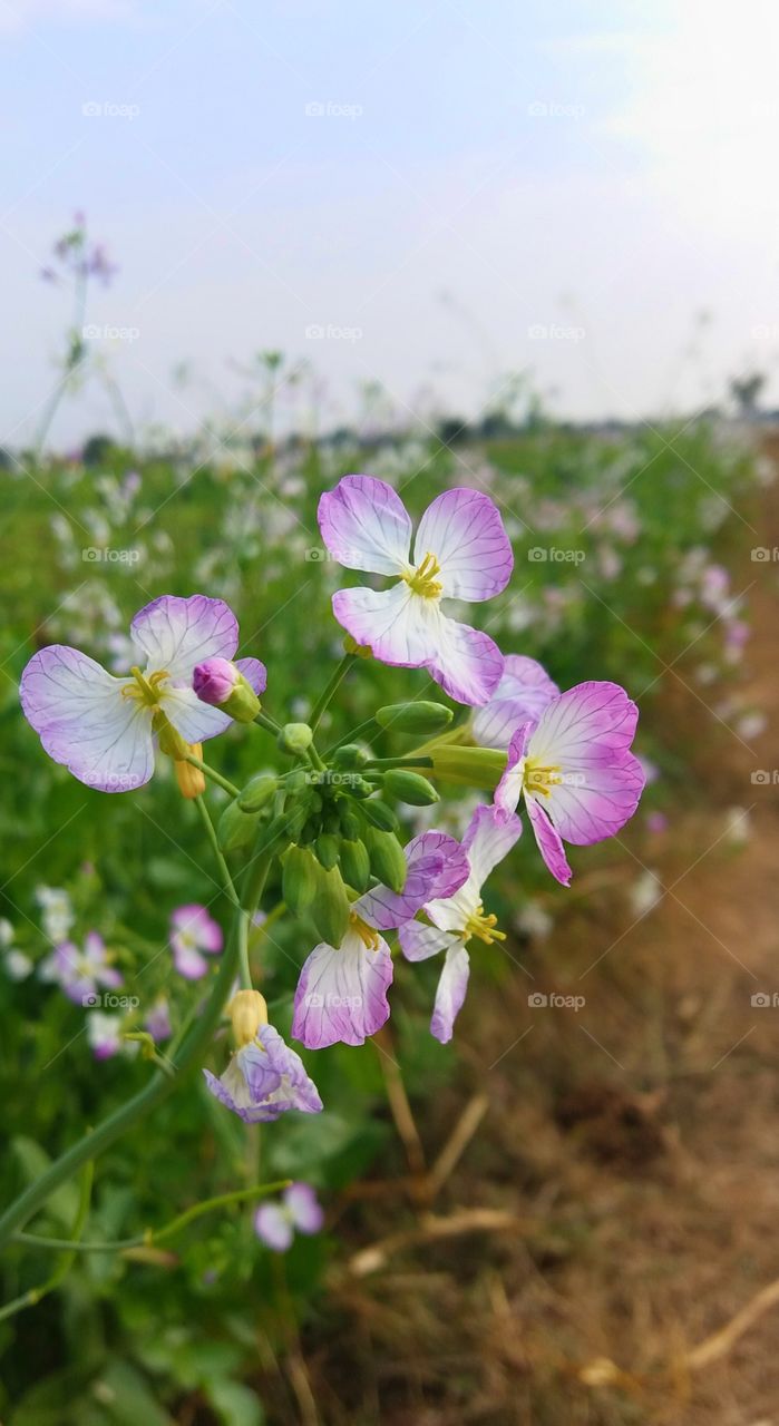 In this pic there is a flower are flying in air ...
And it's very difficult to capture with back blur ...
💜💜💜💜
And After capture i just increase there SATURATION About 34%....
And make a look of Flower....
Sufyan Saab.....