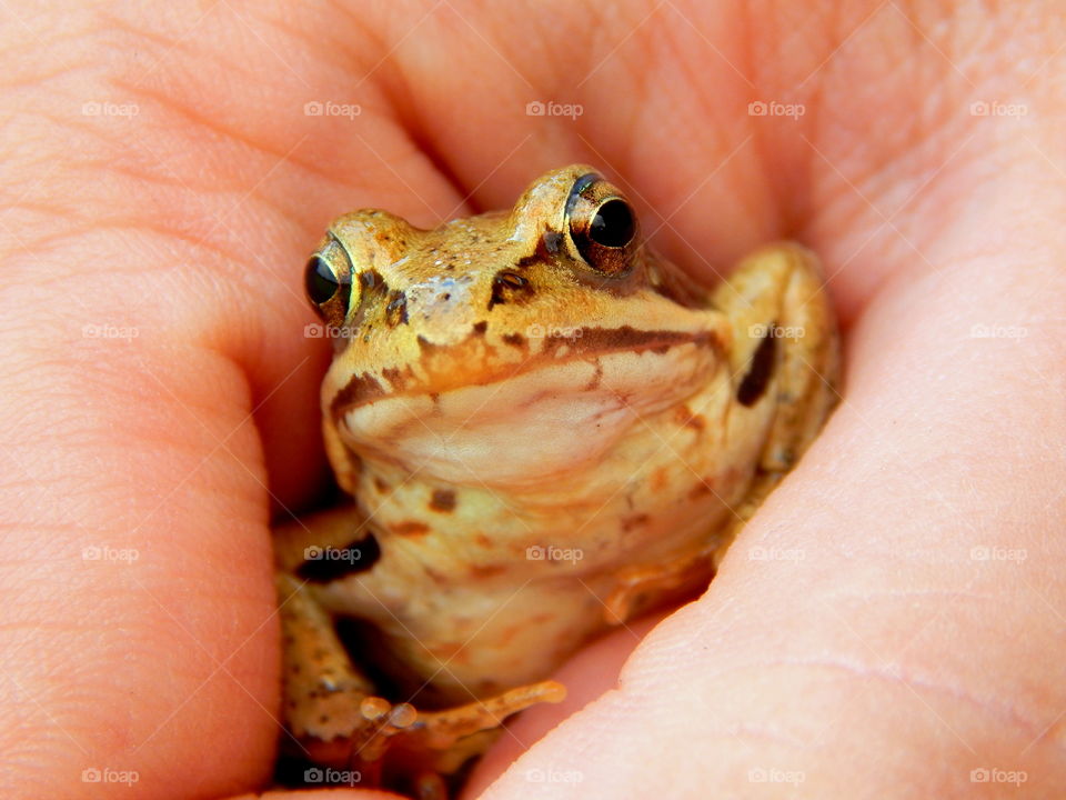 Someone is holding yellow frog