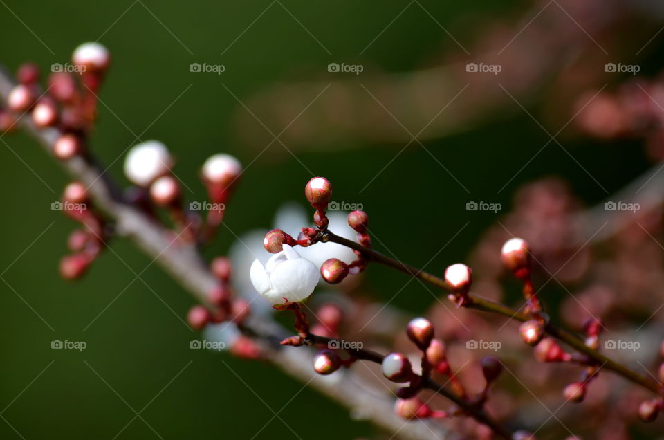 Branches with buds in spring