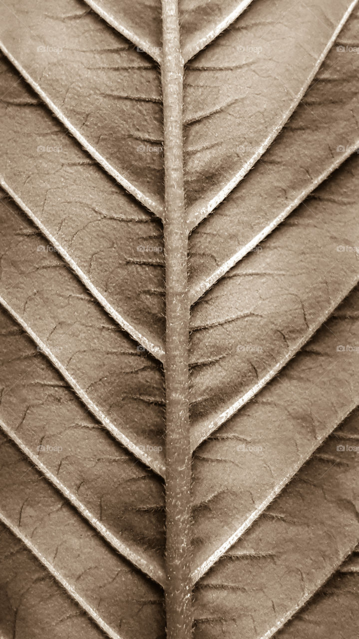 Leaf structure