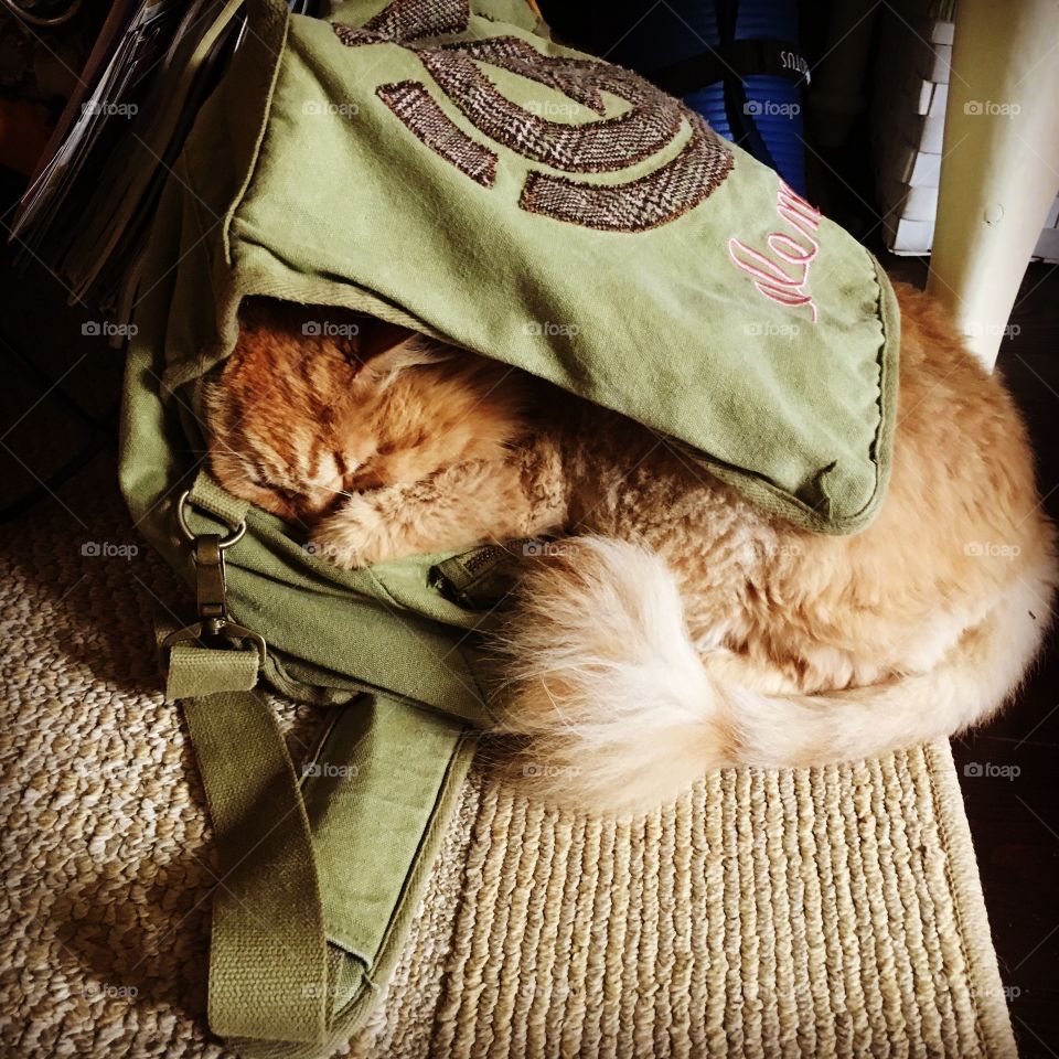 Baby Leo sleeping in my work bag 