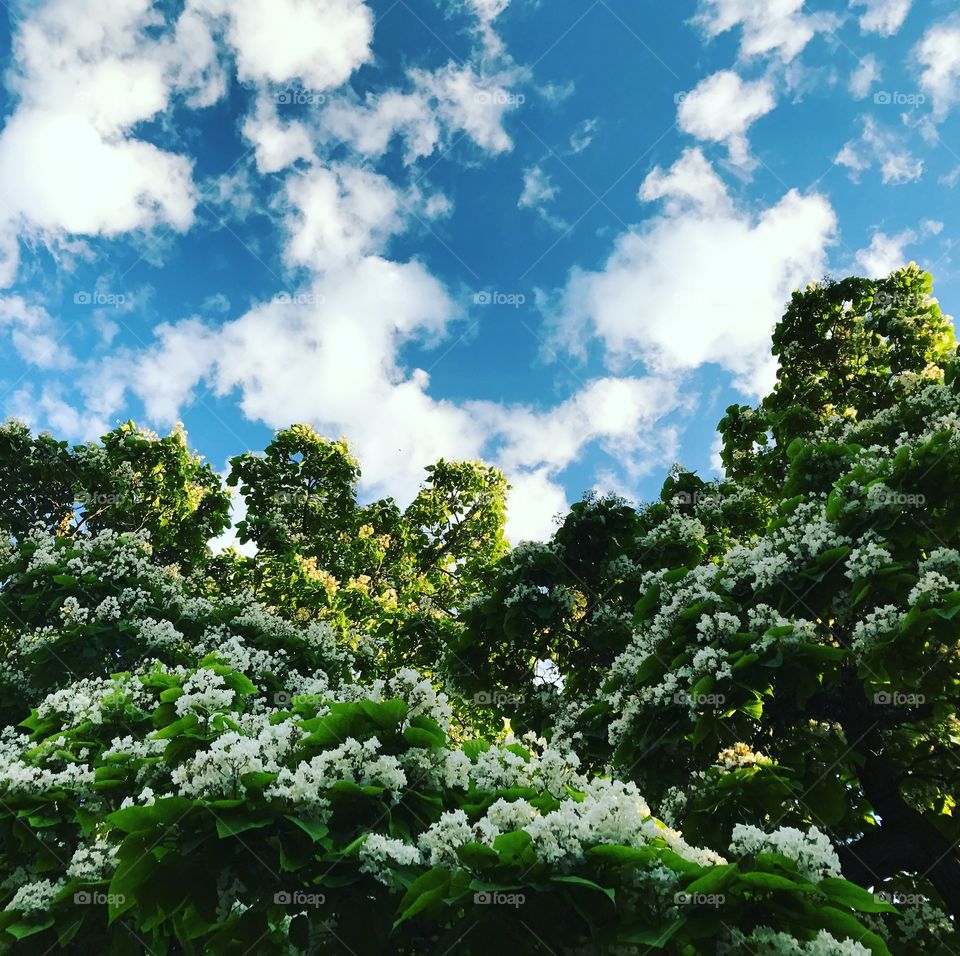 Amazing blossoming trees with beautiful flowers set on the backdrop of an amazing blue clouded sky. 