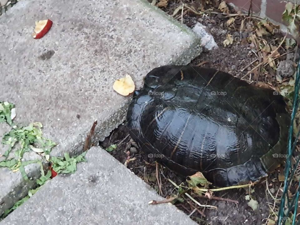 Yellow-cheeked water turtle on the side next to the pond in the backyard. With a piece of apple for his view.