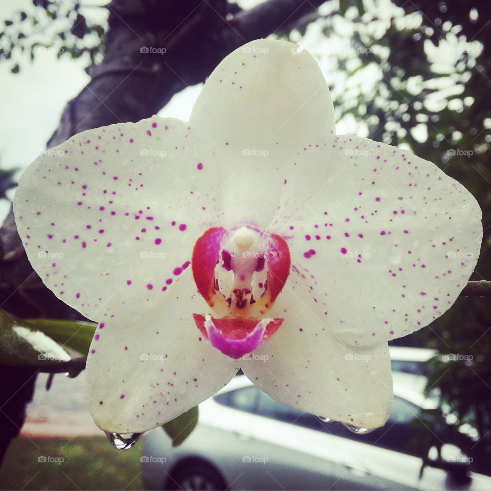 Gotejadas, essas #orquídeas se tornam ainda mais bonitas, não?
📸
#FOTOGRAFIAéNOSSOhobby
#Orquídea #Flower #Flor #Natureza #Inspiration #photooftheday 