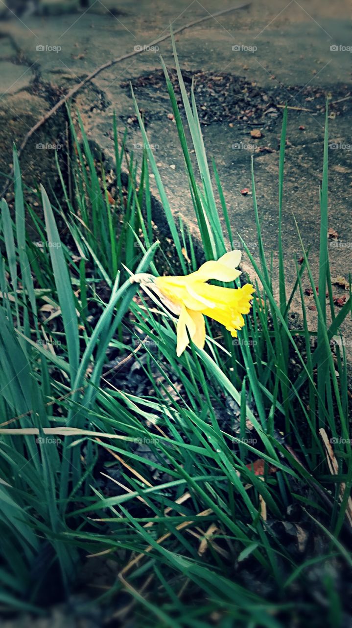 A daffodil blooms.