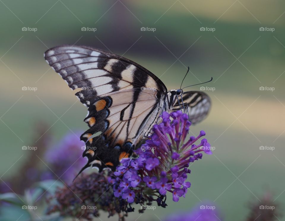 Wings of Mother Nature