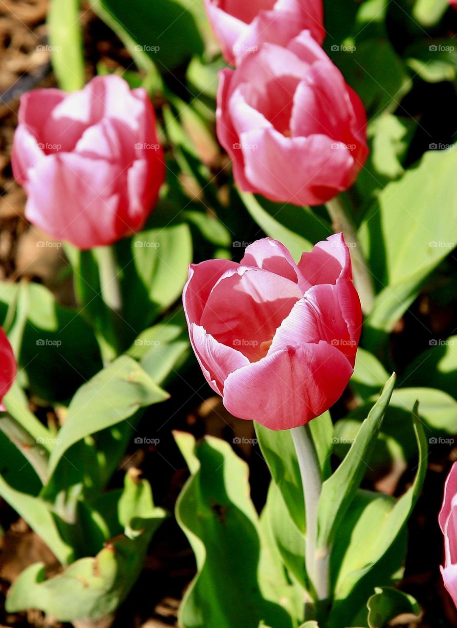 Tulips 