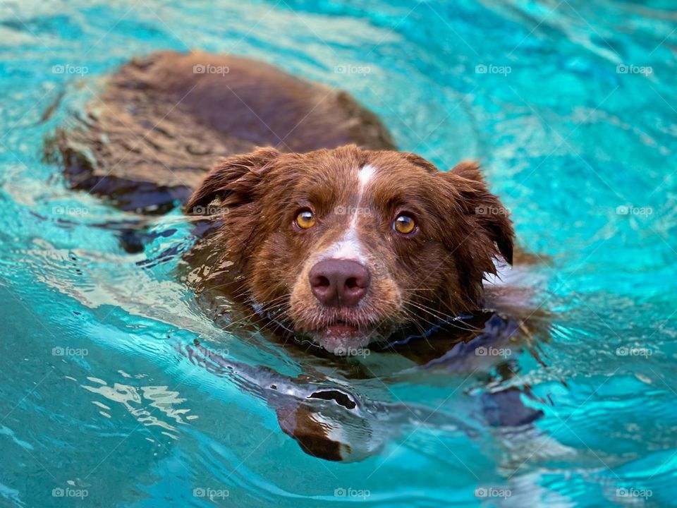 High angle view of a border collie swimming 
