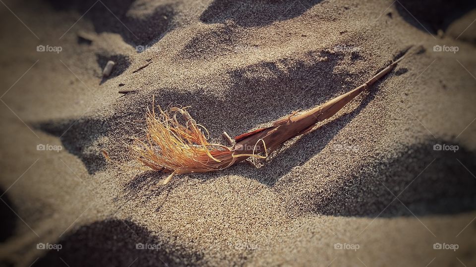small plant on the beach