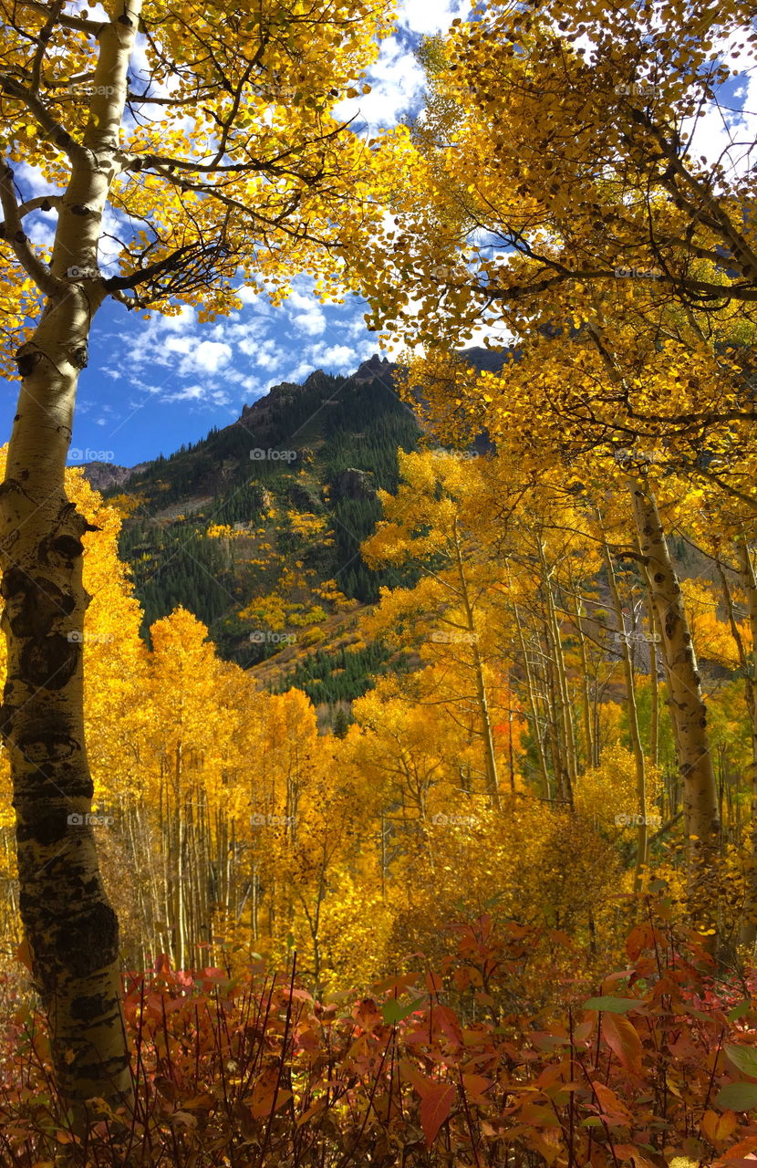 Autumn trees in forest