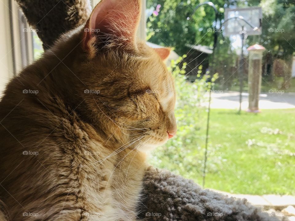 Sweet kitty cat sitting in front of window enjoying the afternoon sunshine warmth coming in the front window! 