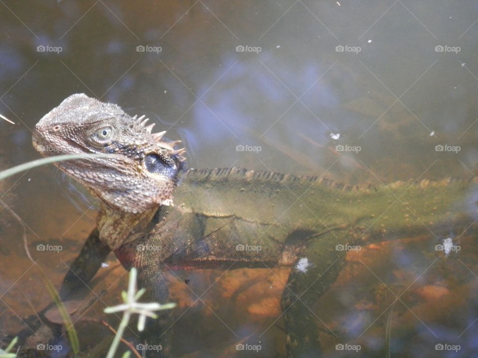 Water Lizard