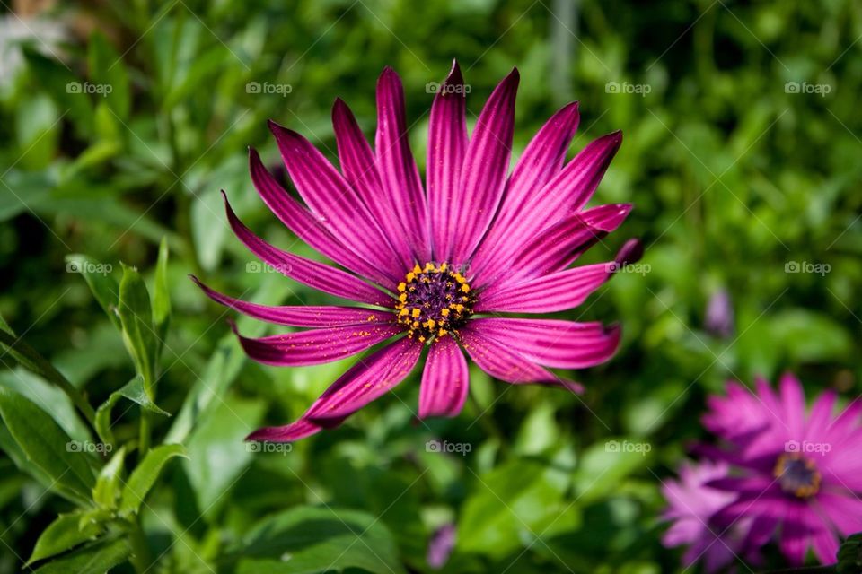 green flowers pollen nature by miss_falcon