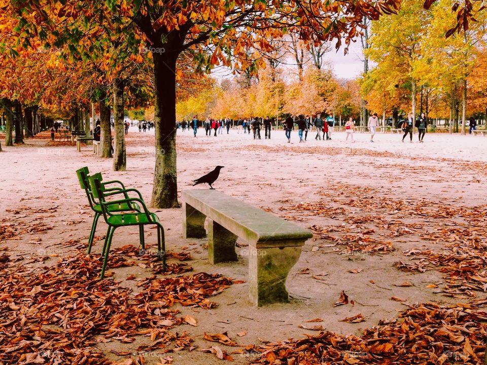 Black bird enjoying beautiful autumn park in Paris. 