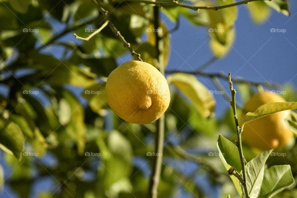 Fresh lemon