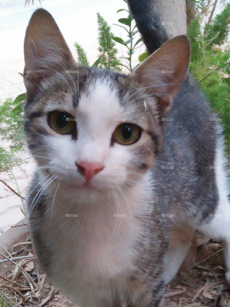 Beautiful grey and white cat.