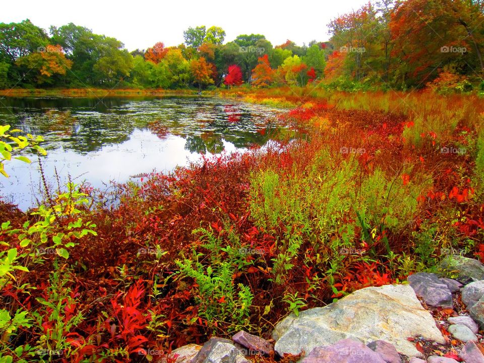 Fall foliage Messinger pond Canton Massachusetts